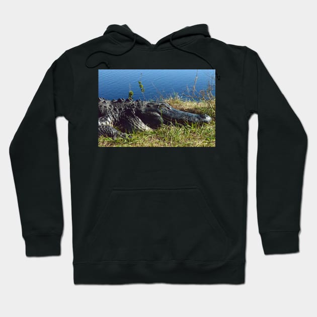 Up close and personal with an Alligator Hoodie by tziggles